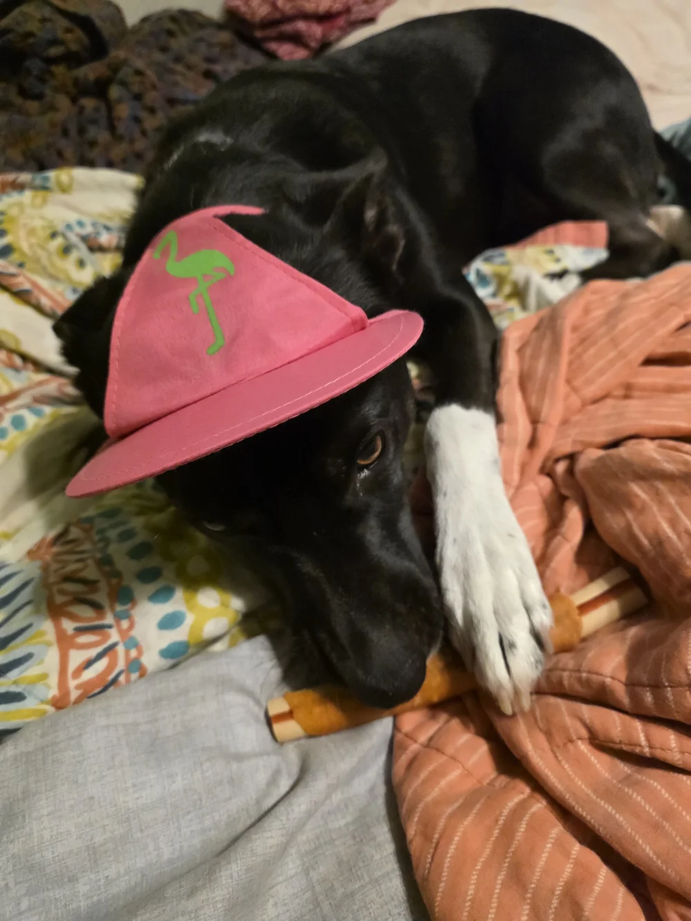 Dog Pink Flamingo Visor Cap
